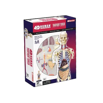 Obrazovni prikupljeni 4d ljudskog tijela, na transparentan Anatomija lubanje lutka srce Anatomija model zagonetke medicinska znanost lutka igračke 8